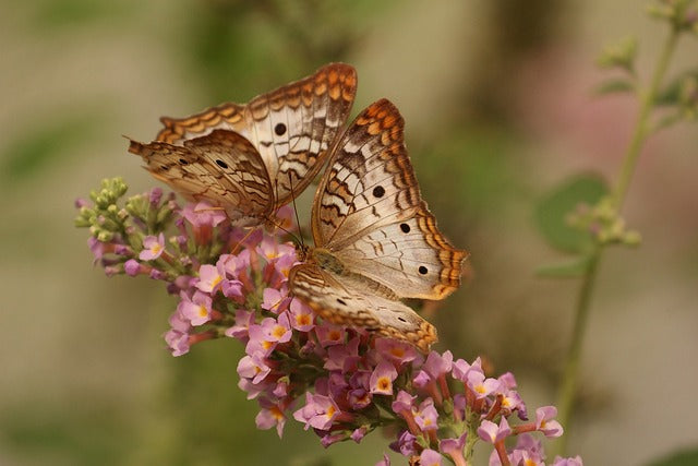 deux papillons sur une branche fleuris